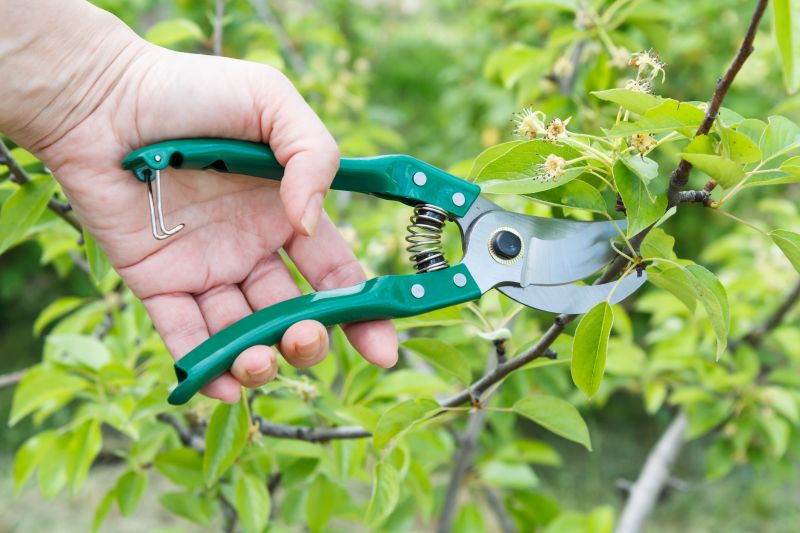 Bradford Pear Tree Pruning in Reno, NV